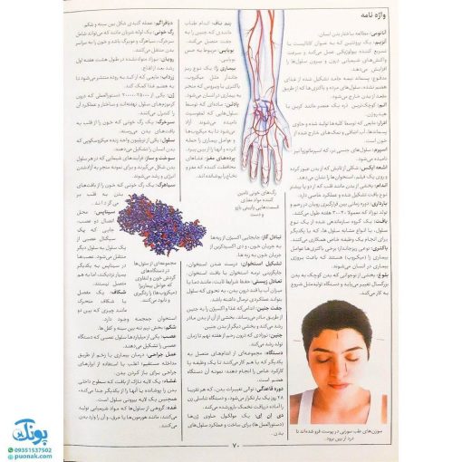 کتاب دانشنامه مصور بدن انسان اثر ریچارد واکر - اعتلای وطن | THE HUMAN BODY