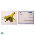 فلش کارت های دیدآموز "سبزیجات"