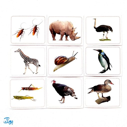 فلش کارت های دیدآموز "جانوران ۲"