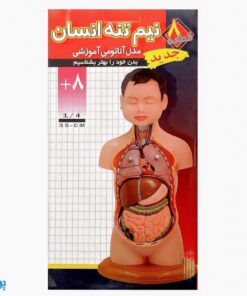 مولاژ ۸ قطعه نیم تنه انسان (۱/۴ اندازه طبیعی بدن انسان)