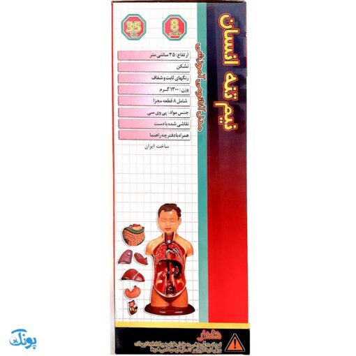 مولاژ ۸ قطعه نیم تنه انسان (۱/۴ اندازه طبیعی بدن انسان)