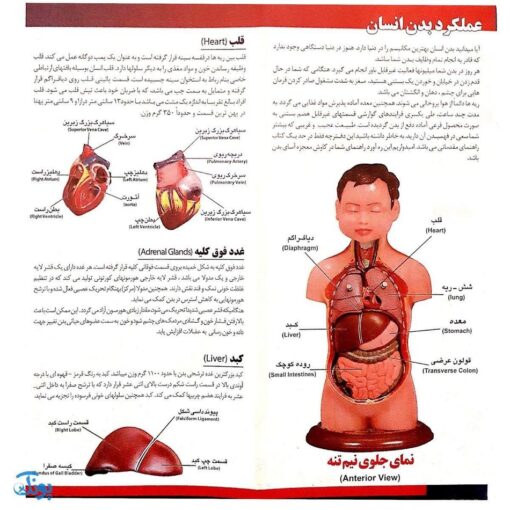 مولاژ ۸ قطعه نیم‌تنه انسان (۱/۴ اندازه طبیعی بدن انسان)