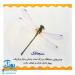 کتاب حیوانات (مجموعه می‌بینم، یاد می‌گیرم ۵)