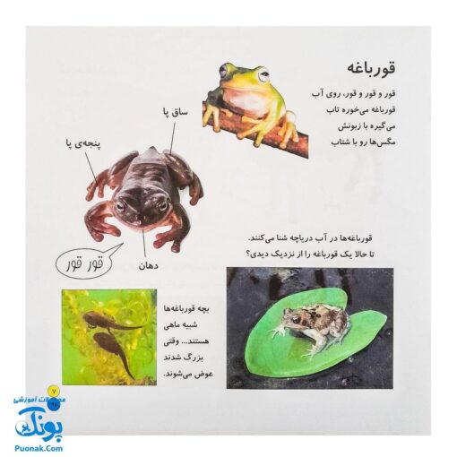 کتاب بیابیا تماشا ۸ (شناخت حیوانات)