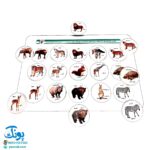 هوش چین مجموعه یک تکه مدل زاغک
