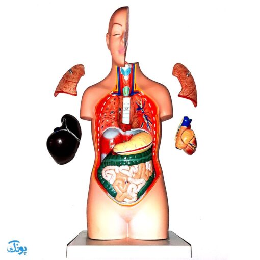 مولاژ نیم تنه انسان (۱/۲ اندازه طبیعی)