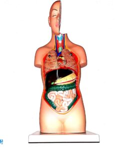 مولاژ نیم تنه انسان (۱/۲ اندازه طبیعی)