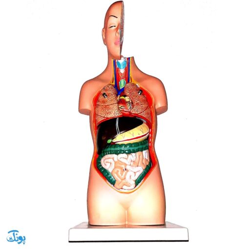 مولاژ نیم تنه انسان (۱/۲ اندازه طبیعی)