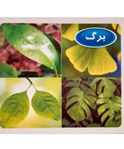 مجموعه فلش کارت های علمی آموزشی و تصویری به آموز آشنایی با گیاهان
