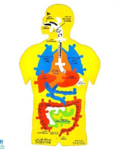 پازل فومی آموزشی شناخت آناتومی اعضای بدن انسان سایان