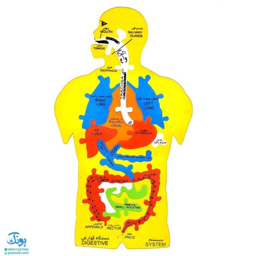 پازل فومی آموزشی شناخت اعضای بدن انسان سایان