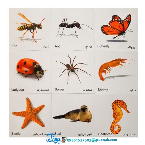 کارت‌ آموزش حشرات و آبزیان مدل کارت پازل انتشارات آوای بامداد (۲۰ کارت پازل آموزشی دو زبانه)