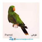 کارت‌ آموزش پرندگان مدل کارت پازل انتشارات آوای بامداد (۲۰ کارت پازل آموزشی دو زبانه)