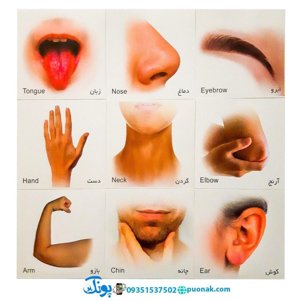 کارت پازل اعضای بدن
