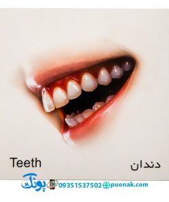کارت‌ آموزش اعضای بدن مدل کارت پازل انتشارات آوای بامداد (۲۰ کارت پازل آموزشی دو زبانه)