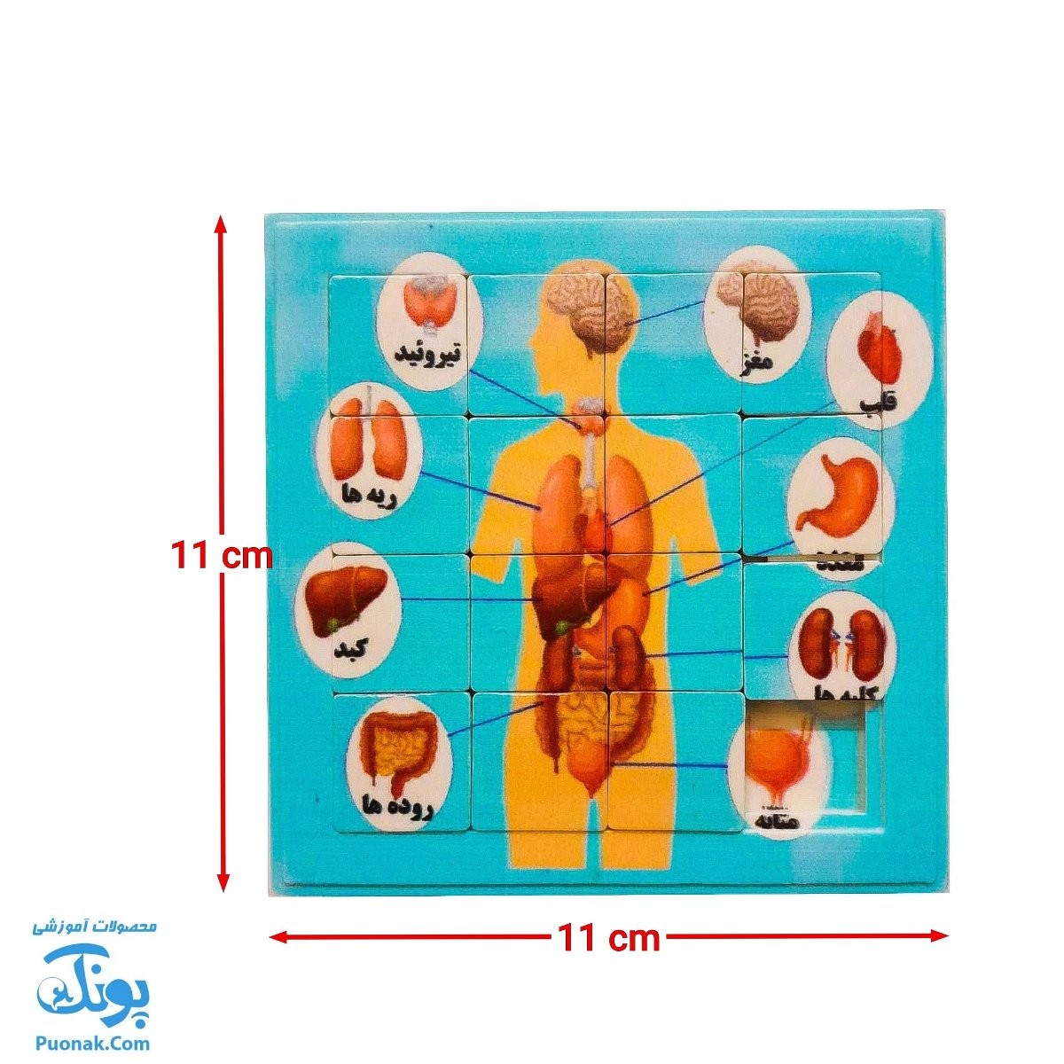 پازل کشویی جدول هوش آناتومی اعضای بدن انسان رنگ آبی مدل کفشدوزک (سایز ۱۱*۱۱ cm) - محصولات آموزشی پونک