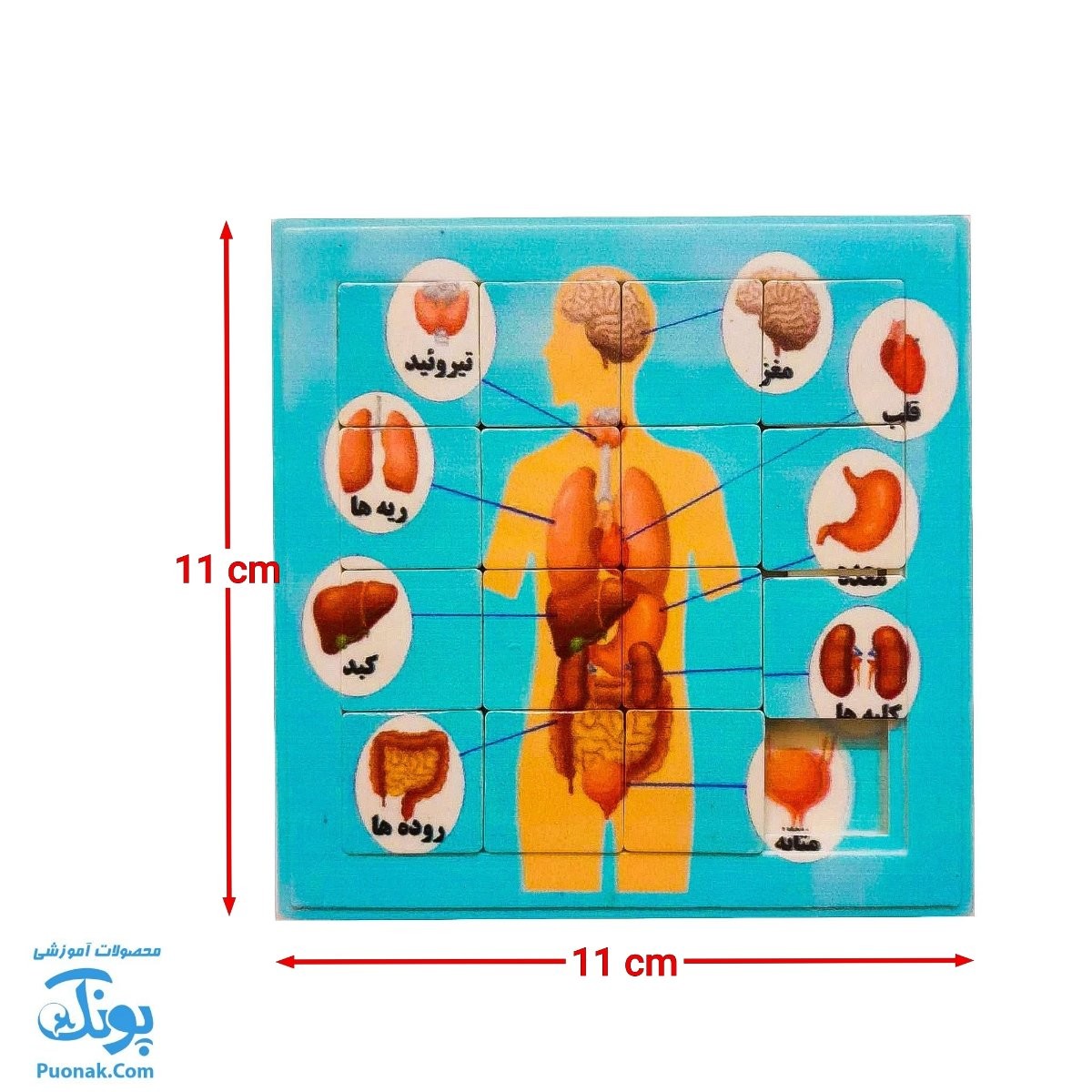 پازل کشویی جدول هوش آناتومی اعضای بدن انسان رنگ آبی مدل کفشدوزک (سایز ۱۱*۱۱ cm)
