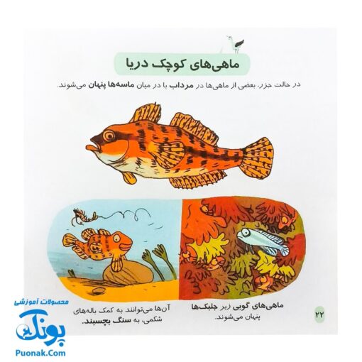 کتاب دایره المعارف کوچک من درباره ی کنار دریا