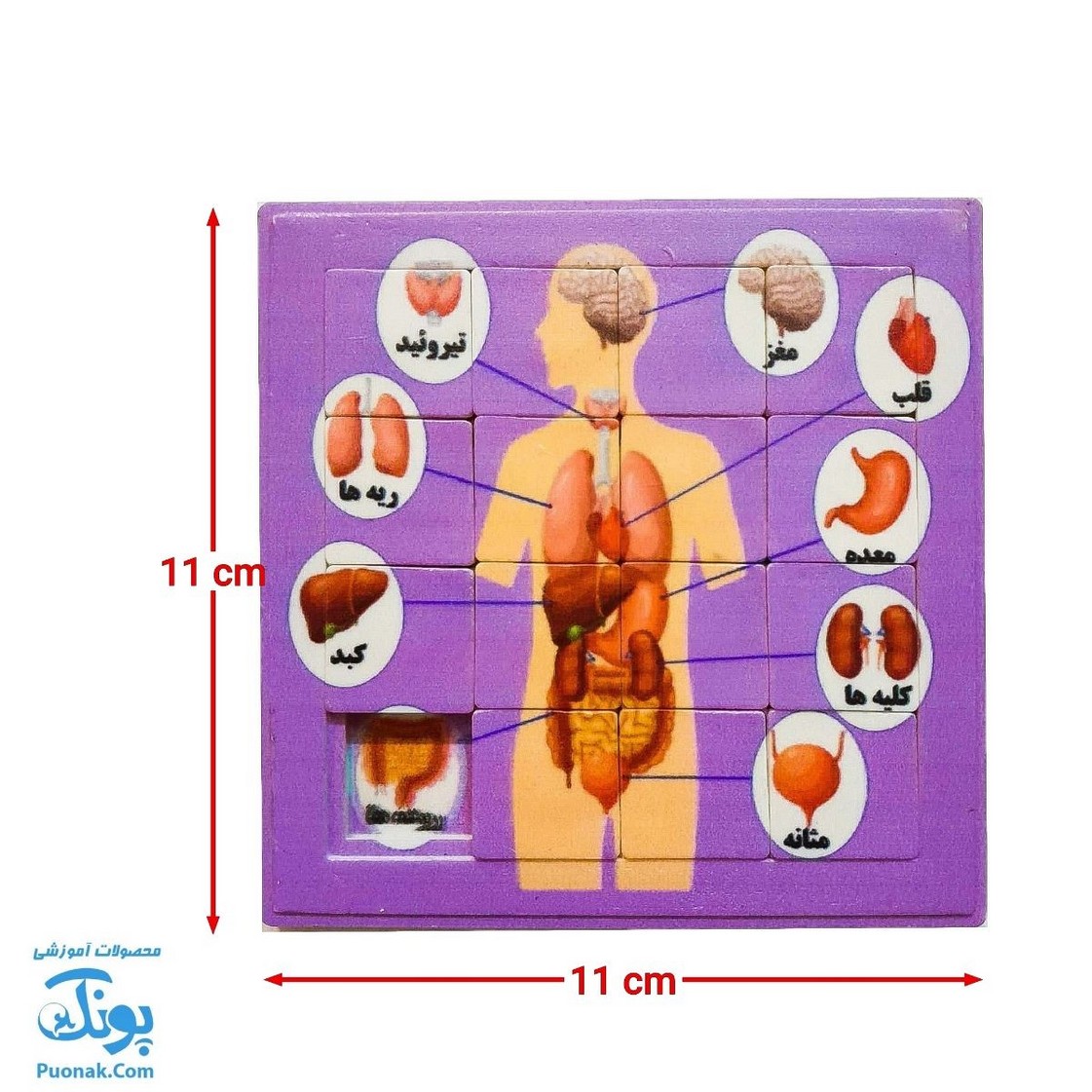 پازل کشویی جدول هوش آناتومی اعضای بدن انسان رنگ صورتی مدل کفشدوزک (سایز ۱۱*۱۱ cm) - محصولات آموزشی پونک