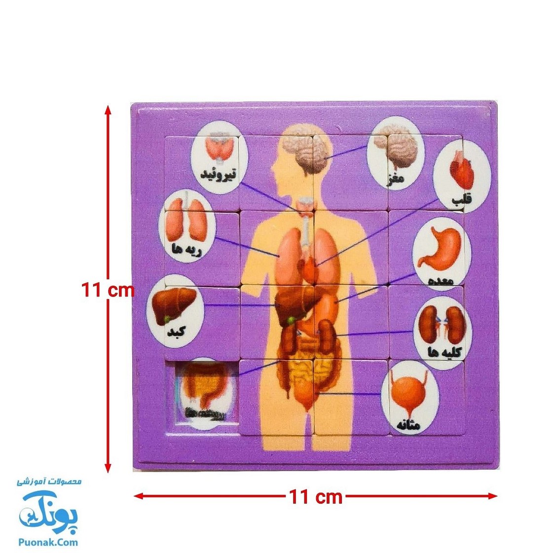 پازل کشویی جدول هوش آناتومی اعضای بدن انسان رنگ بنفش مدل کفشدوزک