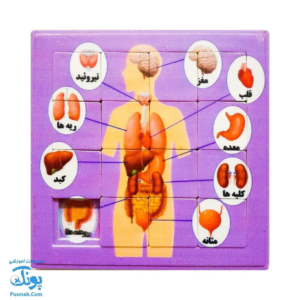 پازل کشویی جدول هوش آناتومی اعضای بدن انسان رنگ صورتی مدل کفشدوزک (سایز ۱۱*۱۱ cm) - محصولات آموزشی پونک