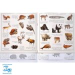 کتاب جانوران بچسبان و بیاموز ۱ به همراه ۶۰ برچسب