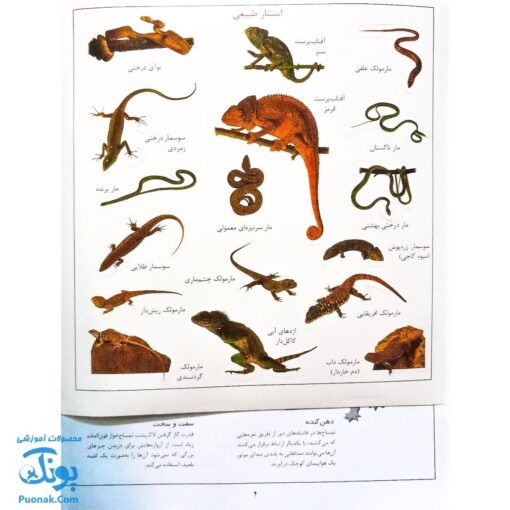 کتاب خزندگان بچسبان و بیاموز ۸ به همراه ۶۰ برچسب
