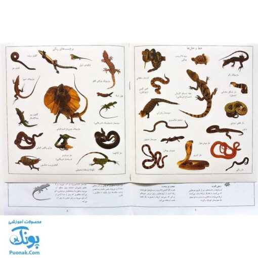 کتاب خزندگان بچسبان و بیاموز ۸ به همراه ۶۰ برچسب