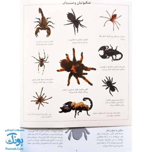 کتاب حشرات بچسبان و بیاموز ۹ به همراه ۶۰ برچسب