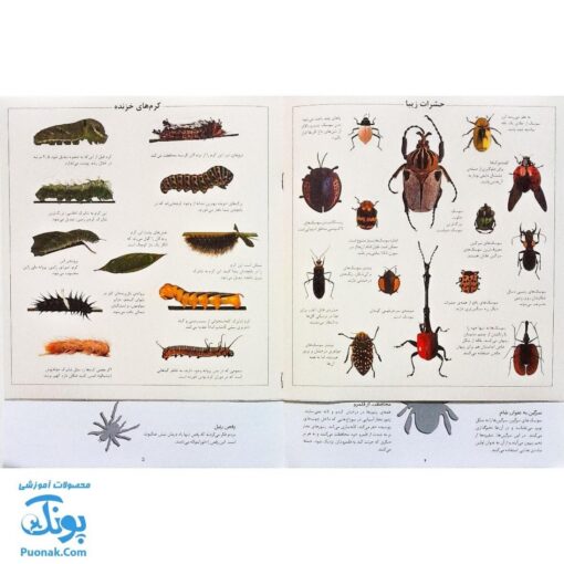 کتاب حشرات بچسبان و بیاموز ۹ به همراه ۶۰ برچسب