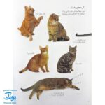 کتاب گربه ها و بچه گربه ها بچسبان و بیاموز ۱۵ به همراه ۶۰ برچسب