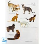 کتاب گربه ها و بچه گربه ها بچسبان و بیاموز ۱۵ به همراه ۶۰ برچسب