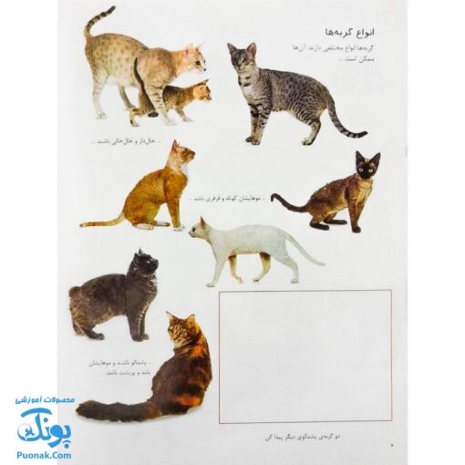 کتاب گربه ها و بچه گربه ها بچسبان و بیاموز ۱۵ به همراه ۶۰ برچسب