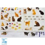 کتاب گربه ها و بچه گربه ها بچسبان و بیاموز ۱۵ به همراه ۶۰ برچسب