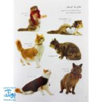 کتاب گربه ها و بچه گربه ها بچسبان و بیاموز ۱۵ به همراه ۶۰ برچسب