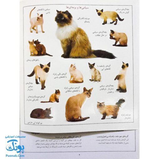 کتاب گربه ها بچسبان و بیاموز ۱۶ به همراه ۶۰ برچسب