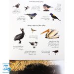 کتاب پرندگان آمریکای شمالی بچسبان و بیاموز ۱۸ به همراه ۶۰ برچسب