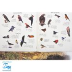 کتاب پرندگان آمریکای شمالی بچسبان و بیاموز ۱۸ به همراه ۶۰ برچسب