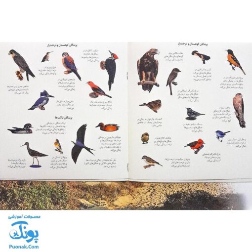 کتاب پرندگان آمریکای شمالی بچسبان و بیاموز ۱۸ به همراه ۶۰ برچسب