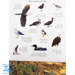 کتاب پرندگان آمریکای شمالی بچسبان و بیاموز ۱۸ به همراه ۶۰ برچسب