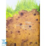 کتاب کارل و معنای زندگی
