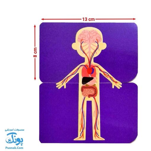 بازی کارتی من و بدنم (جورچین آموزش بدن انسان) نردبان