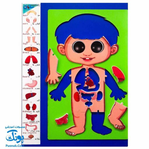 پازل آناتومی بدن انسان چوبی سایان ۱۸ قطعه