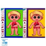 پازل آناتومی بدن انسان چوبی سایان ۱۸ قطعه