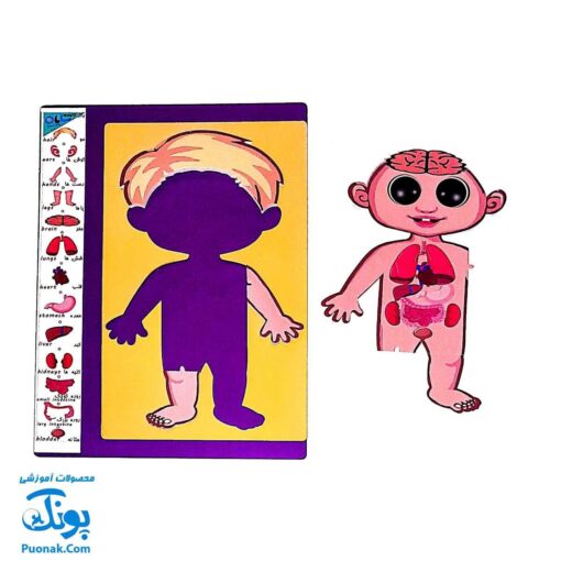 پازل آناتومی بدن انسان چوبی سایان ۱۸ قطعه