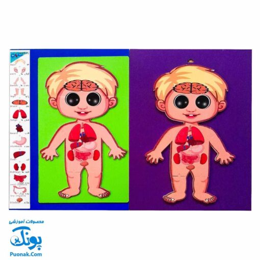 پازل آناتومی بدن انسان چوبی سایان ۱۸ قطعه