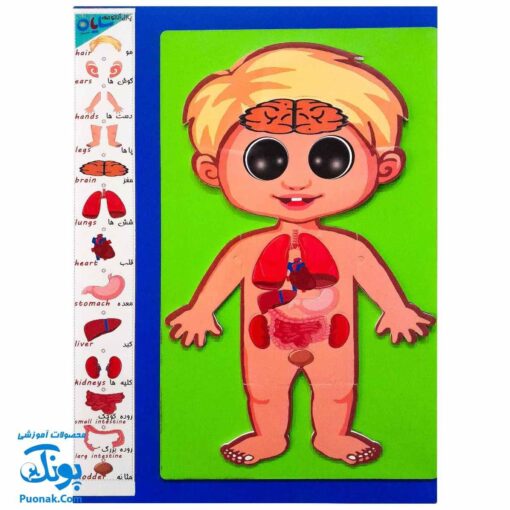 پازل آناتومی بدن انسان چوبی سایان ۱۸ قطعه