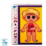 پازل آناتومی بدن انسان چوبی سایان ۱۸ قطعه