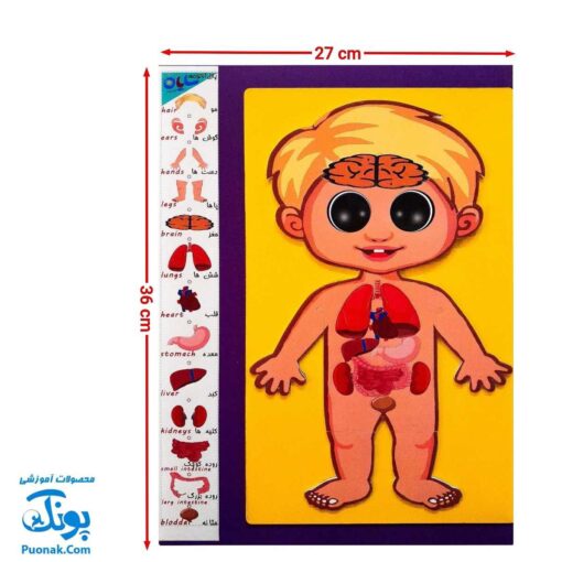 پازل آناتومی بدن انسان چوبی سایان ۱۸ قطعه
