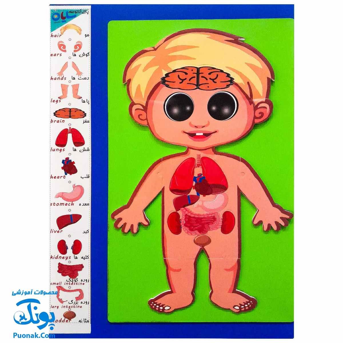 پازل آناتومی بدن انسان چوبی سایان ۱۸ قطعه